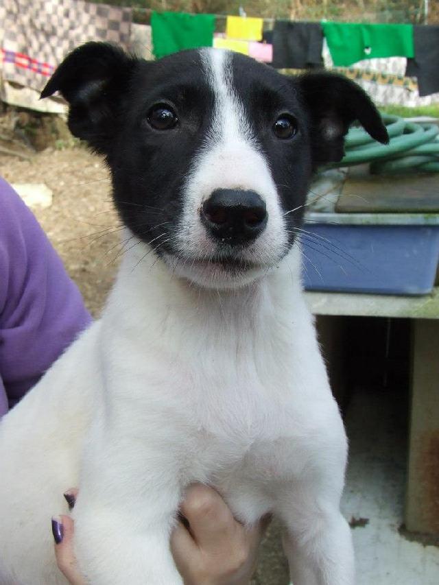 Pierre-Junior, Macho Cão Rafeiro de porte Médio com 4 anos..ao nosso cuidado há mais de 4 anos. Usar Referência 7216 para mais informação. http://www.portugalzoofilo.net/caes/cao.jsp?