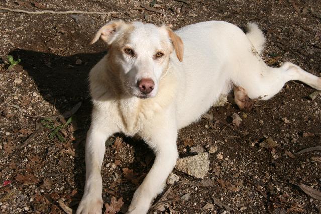 Teco, Macho Cão Rafeiro de porte Médio com 4 anos..ao nosso cuidado há mais de Usar Referência 7220 para mais informação. http://www.portugalzoofilo.net/caes/cao.jsp?