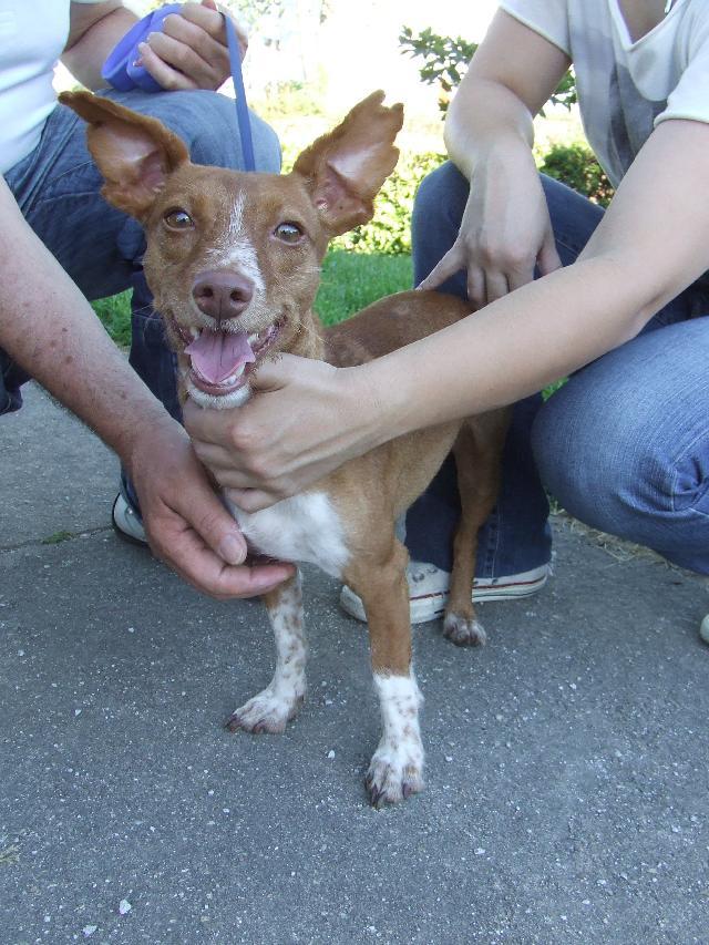 Ratinho, Macho Cão Rafeiro de porte Pequeno com 4 anos..ao nosso cuidado há mais de 4 anos. Usar Referência 7523 para mais informação. http://www.portugalzoofilo.net/caes/cao.jsp?