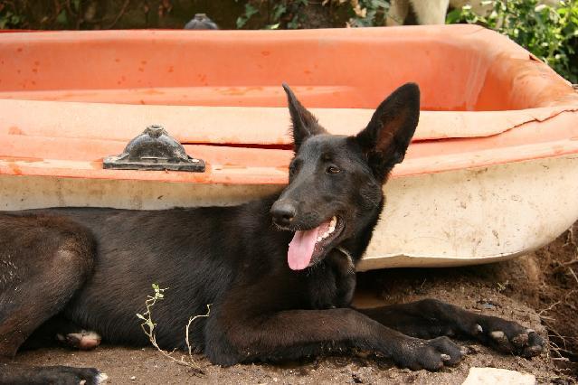 Akasha, Fêmea Cão Rafeiro de porte Grande com 4 anos..ao nosso cuidado há mais de 4 anos. Usar Referência 7510 para mais informação. http://www.portugalzoofilo.net/caes/cao.jsp?