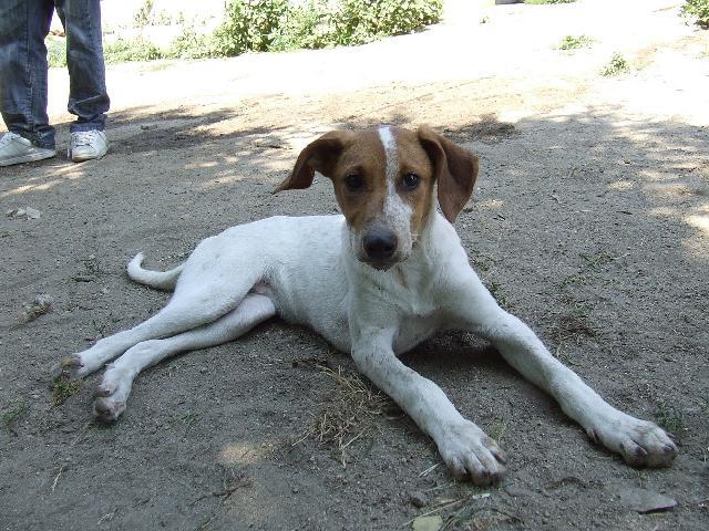 Coxinha, Fêmea Cão Rafeiro de porte Grande com 4 anos..ao nosso cuidado há mais de 4 anos. Usar Referência 7511 para mais informação. http://www.portugalzoofilo.net/caes/cao.jsp?