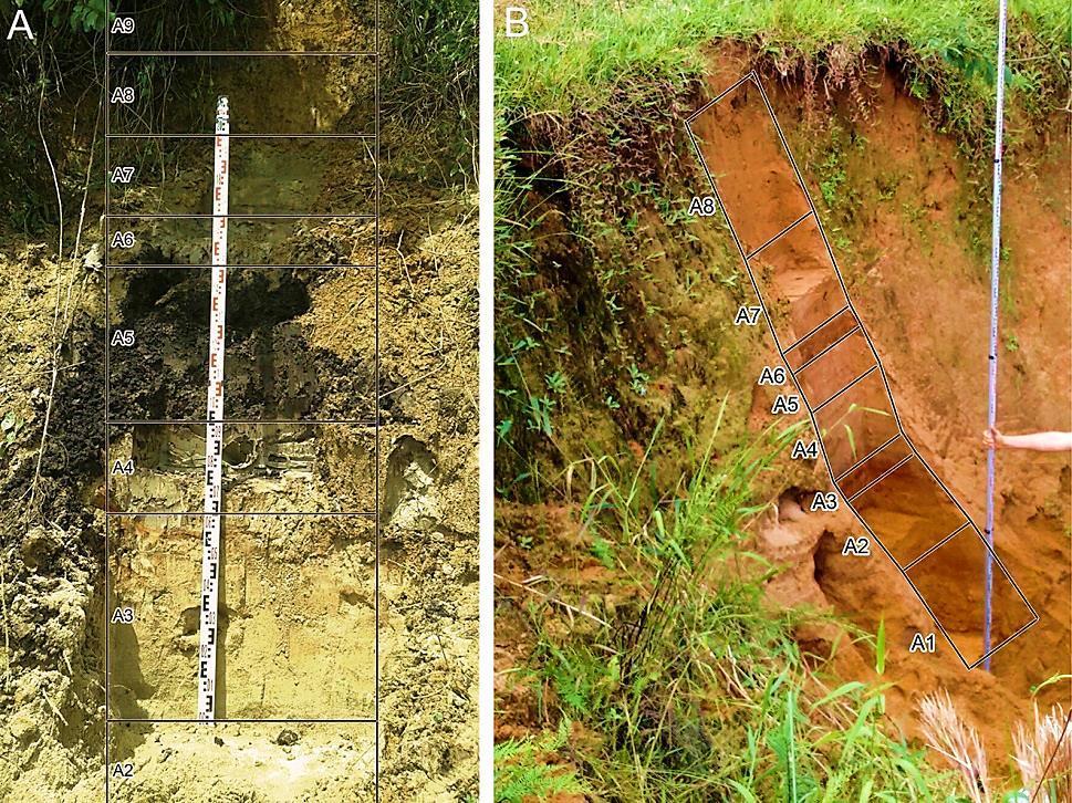 Figura 4 - Identificação dos estratos sedimentares e coletas de amostras para análises granulométricas. (A) perfil 1 (9 amostras); (B) perfil 2 (8 amostras).