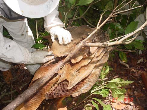 Experiências anteriores mostraram que não apenas as abelhas africanizadas, mas também as abelhas sem ferrão (ASF) acabam se instalando inadequadamente nas residências, sendo muitas vezes necessária a