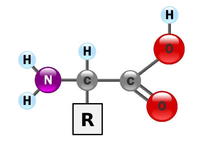 Proteínas Simples Aminoácidos Grupamento Amina (NH2) Proteínas Conjugadas (Grupo prostético