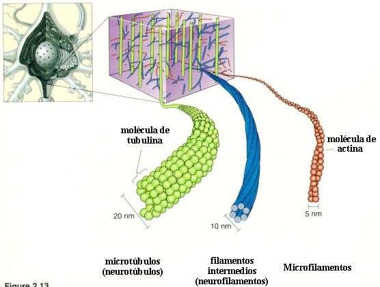 Proteínas - Formas Globulares Solúveis
