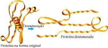 Desnaturação protéica Processo que consiste na quebra das estruturas secundária e terciária de uma proteína.