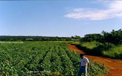 CONSIDERAÇÕES FINAIS Os artrópodes predadores em cultivo de algodoeiro apresentaram maior riqueza de espécies e abundância de indivíduos na área sem aplicação de inseticidas químicos.