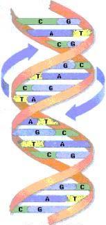 8 Conceitos básicos de genética de populações Conceitos de genética básica Molécula de DNA As informações genéticas dos indivíduos ficam armazenadas numa molécula chamada de DNA ou ADN (ácido