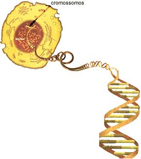 Conceitos básicos de genética de populações 9 Fig.. Organização do DNA no núcleo das células. Fonte: http://www.geocities.com.br/resabio/genoma/cromjos.