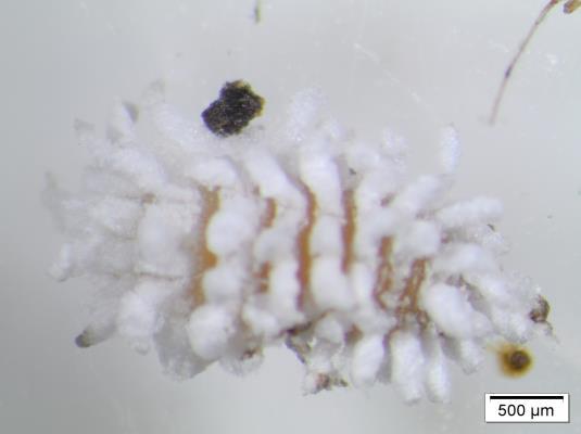 Larva, Scymnus sp. Q.