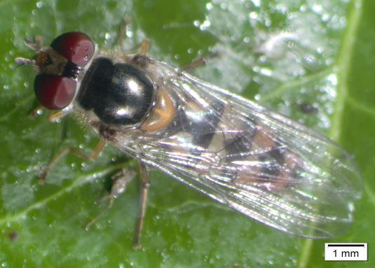 Syrphidae  31