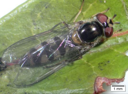 LT/UTAD - Dípteros (Syrphidae)
