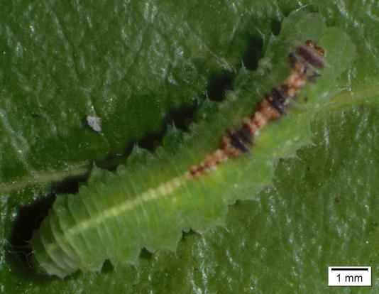 - Dípteros (Syrphidae) 54 55 Larva