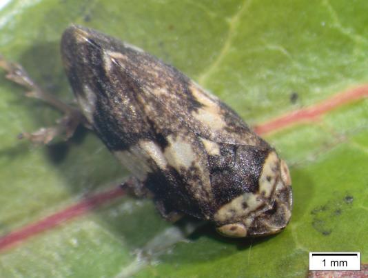 Aphrophoridae, Philaenus