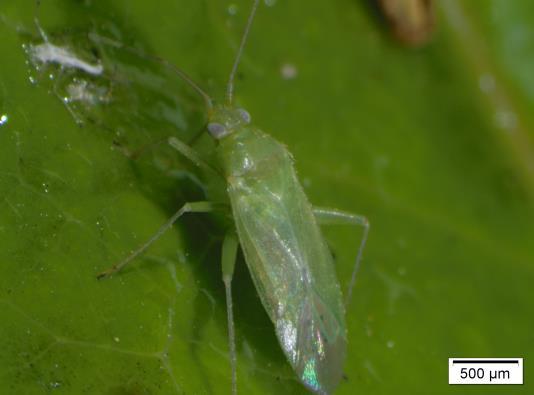 Miridae, Campyloneura virgula  76 77