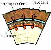 2- PERIDERME A periderme é um tecido secundário protetor, que substitui a epiderme