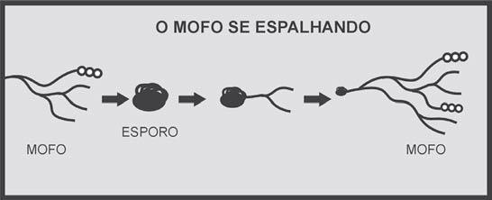 Multiplicação de bolores Os bolores São os esporos que determinam a coloração (verde, cinza, preto etc.