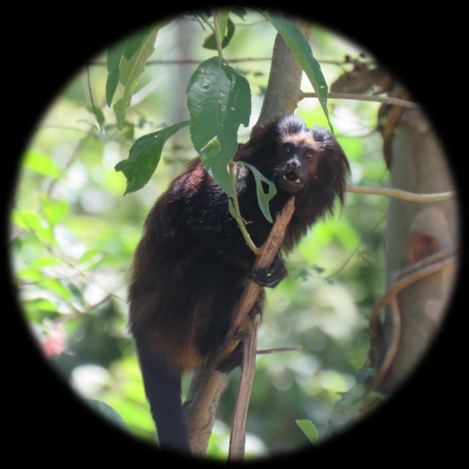 Mico-leão-preto (Leontopithecus chrysopygus) Primata