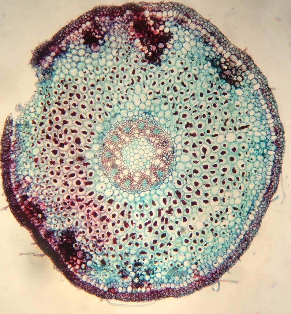 190 µm Note nesse corte transversal da raiz a presença do velame (seta vermelha), que é a epiderme multisseriada