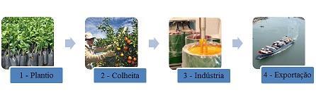 Dentre os tipos de laranja mais utilizadas na produção de suco estão: pêra, natal, valência e hamlin que tem safra de julho a junho do ano seguinte, a colheita acontece de julho a dezembro e a