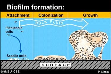 Formação do biofilme 3. As bactérias produzem substâncias polímeras extracelulares constituídas por polissacáridos. 4.