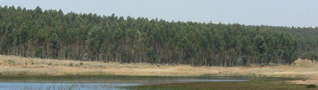 O eucaliptoemportugal Existem no mundo mais de 700 espécies de Eucalyptus, na sua maioria com origem na Austrália; Em Portugal, os primeiros eucaliptos foram plantados no