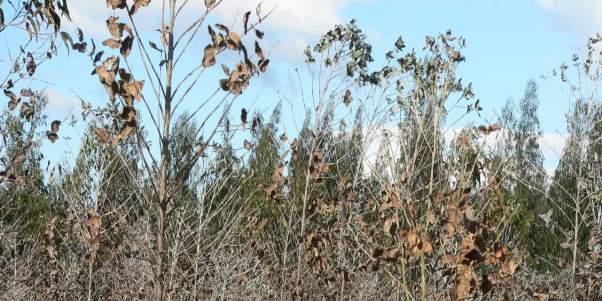 Doençadas Manchasdas Folhas Mycosphaerella spp. e Teratosphaeria spp.