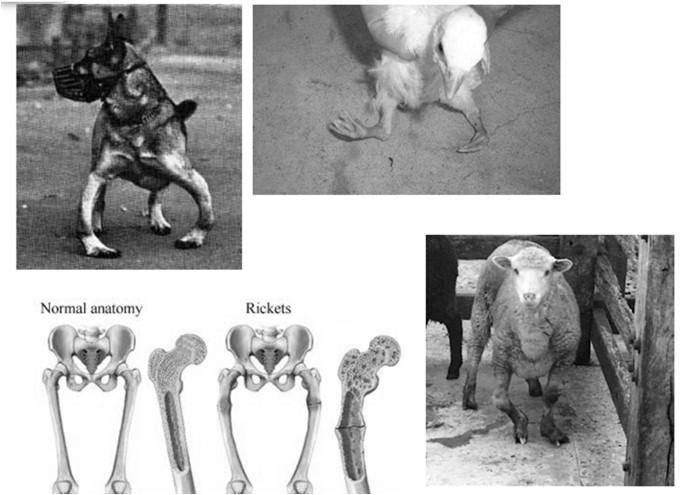 osteodistrofia fibrosa hipo-osteótica hiper-osteótica excessiva reabsorção mineral ( Ca / Ca: N