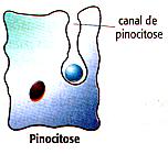 PINOCITOSE Englobamento de