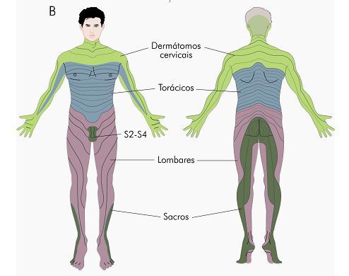 Dermátomos do corpo Medula espinhal Cervical: parte posterior do couro cabeludo, pescoço, ombros e maior parte dos braços.