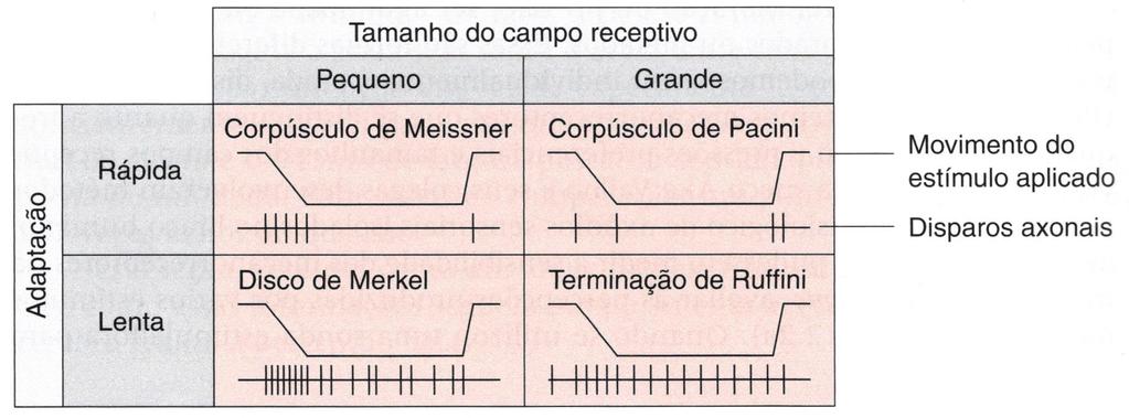 Adaptação