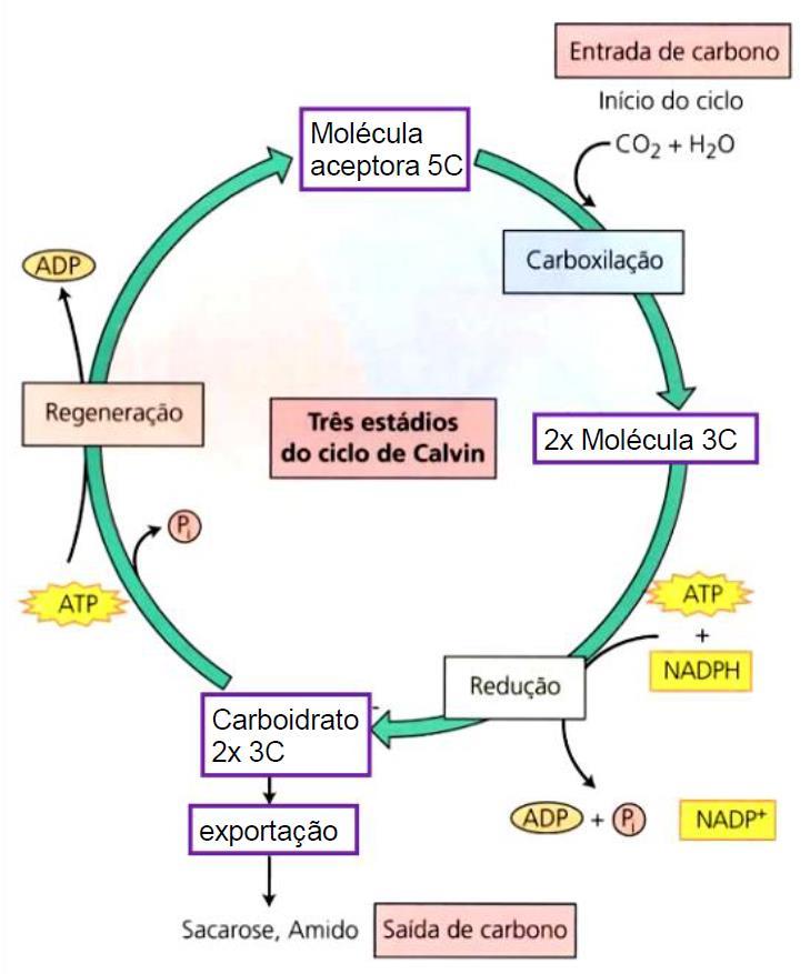 Carboxilação ou Fixação CO2 e H2O são combinados com 1 molécula aceptora com 5 C originando 2 moléculas com 3C Redução 2 moléculas com