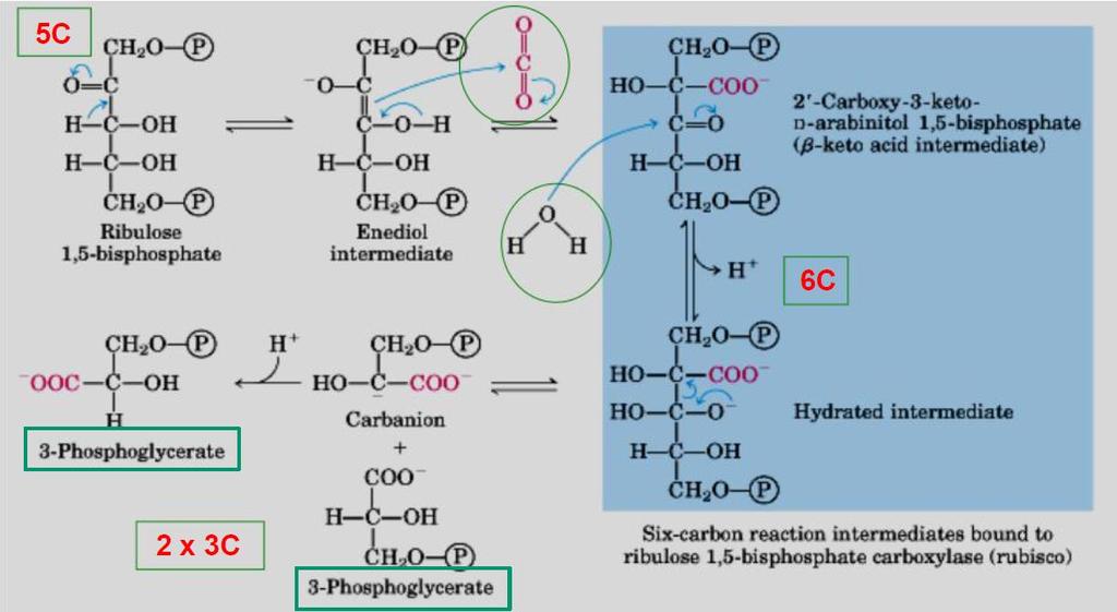 1 Carboxilação : Incorporação de um CO2 em uma molécula de ribulose-1,5-bifosfato (aceptor de 5C) e a hidrólise desta em