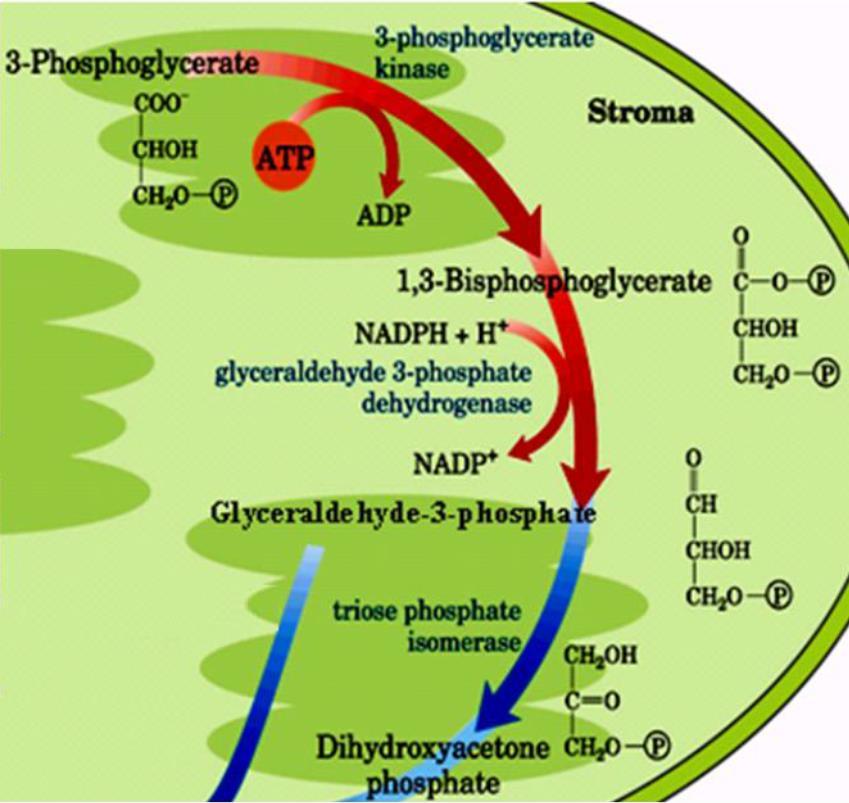 2 - Redução Conversão do 3-fosfoglicerato em