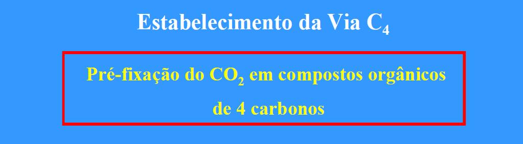 Hatch & Slack (1966) : - Estudos 14 CO 2 em folhas de cana-de-açúcar: - Malato e