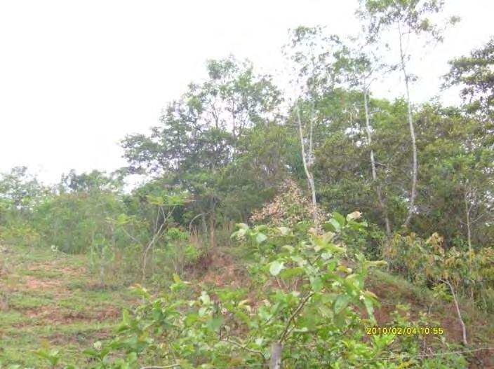 a presença de um remanescente de Floresta Estacional Semi