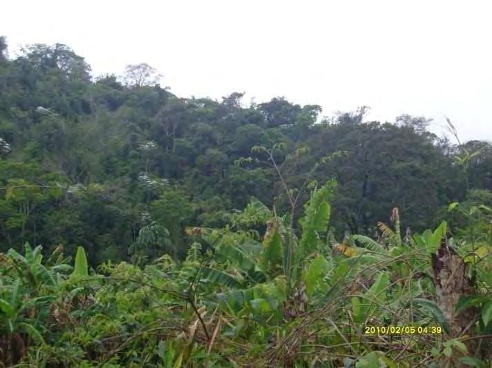 Fotos 21 e 22: Demonstram aspectos do Ponto de Verificação n 17, com a presença de um remanescente de Campo Rupestre, localizado na Fazenda