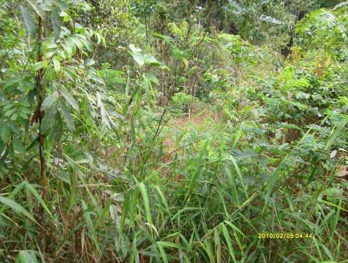 cumprimento da Compensação Florestal mediante a adoção das prescrições técnicas na forma de Conservação e