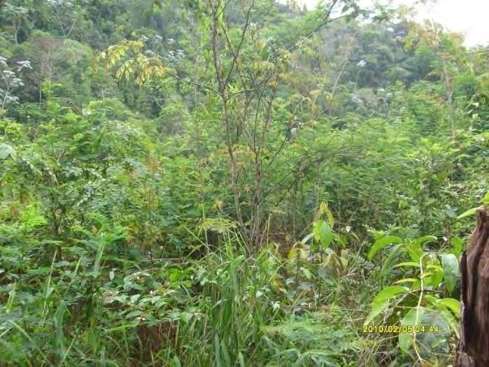 Fotos 26 e 27: Aspectos do Ponto de Verificação n 20, com a presença de um remanescente de Floresta Estacional