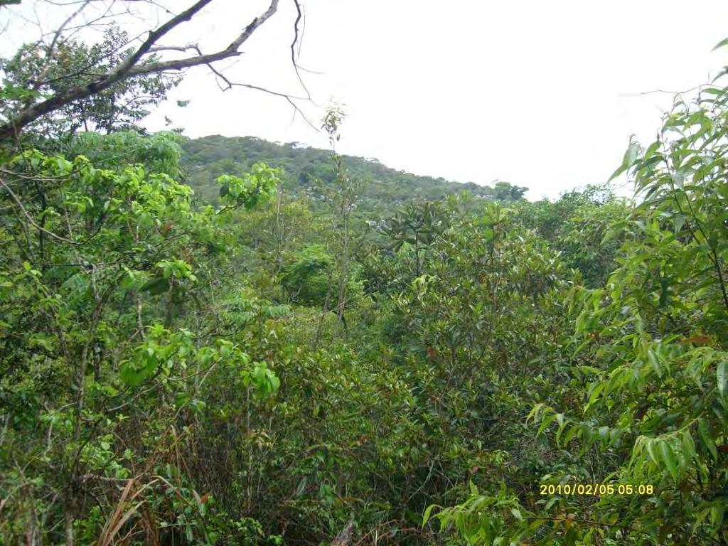 Foto 32: Aspectos do Ponto de Verificação n 24, com a presença de um remanescente de Floresta Estacional