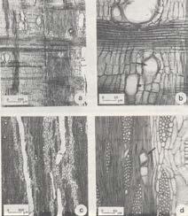 40 Anatomia da madeira e casca do espinilho Acacia caven (Mol.) Mol. 41 faixas de fibras. Raios Tecido radial homogêneo (Figura 3b), compondo cerca de 19% do volume da madeira.
