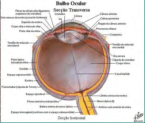 [2] Olho humano: Anomalias visuais: miopia formação da imagem anterior à retina.