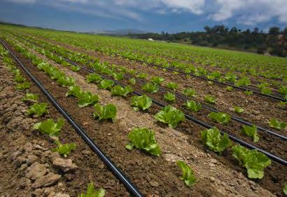 Rivulis Plastro Irrigação A Rivulis Plastro Irrigação é líder na indústria de irrigação por gotejamento e microaspersão.