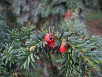 Montanha Nome cientifico: Taxus baccata L.