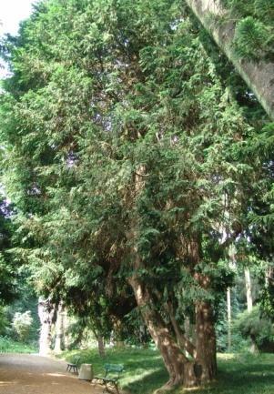 Norte de África, Ásia e Austrália Altura: 15m Característica: Típica de bosques mistos sombrios.