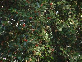 Nome cientifico: Ilex aquifolium L.