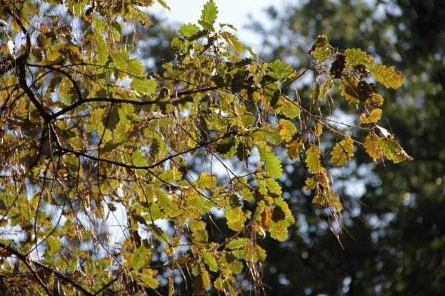 Floresta temperada Nome cientifico: Quercus faginea Lam.