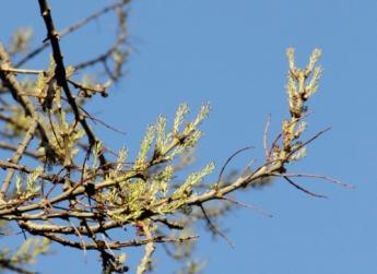 Zona Ribeirinha Nome cientifico: Fraxinus angustifolia Vahl ssp.