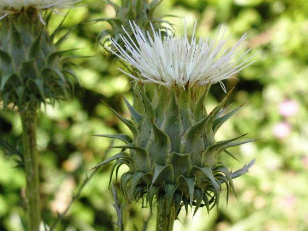 Nome cientifico: Cynara humilis L.