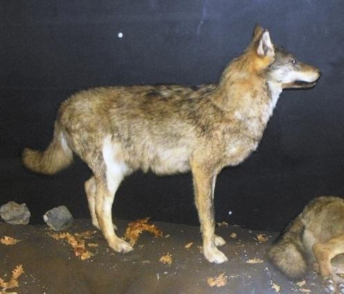 Podendo também ser vista em zonas de coníferas. Nome científico: Canis lupus Nome comum: lobo-ibérico Família : Canidae Distribuição: Ásia, América do Norte e Europa oriental.